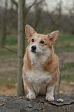 CORGI PEMBROKE 1474